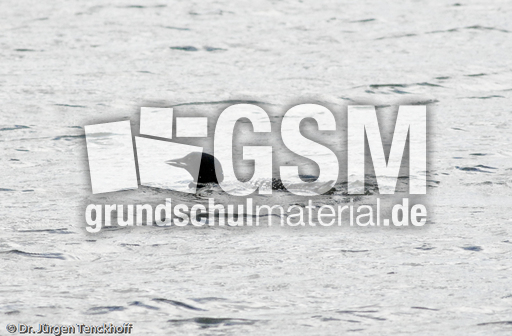 Eistaucher (11 von 26).jpg